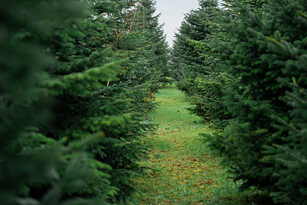 Planting green Christmas trees. Market.