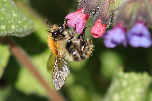 istock Bourdon des champs --- Bourdon roux (Bombus pascuorum) 2235962009