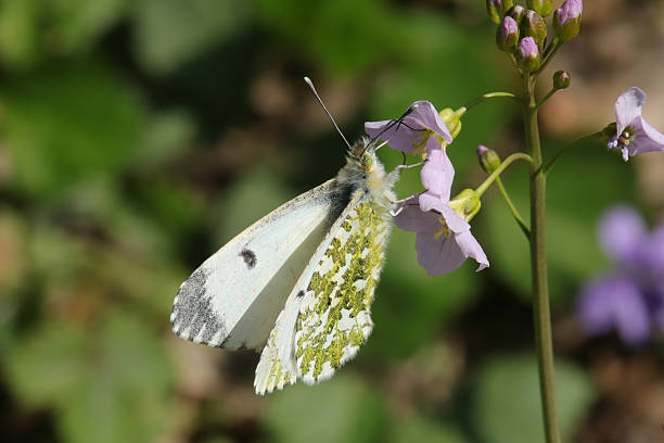 istock Aurore (Anthocharis cardamines) - Femelle 2235962138
