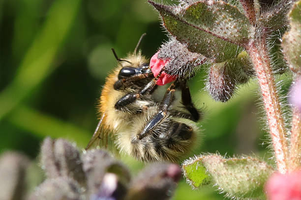 istock Bourdon des champs --- Bourdon roux (Bombus pascuorum) 2235962152