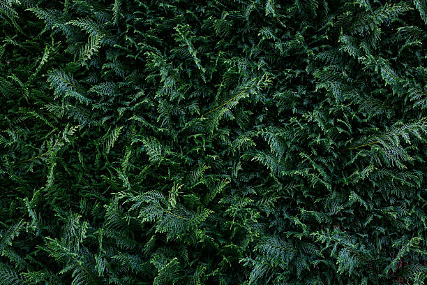 The lush green foliage of the juniper hedge, with its intricate textures and patterns, showcasing vibrant leaves and natural beauty, is ideal for backgrounds and nature-themed projects.