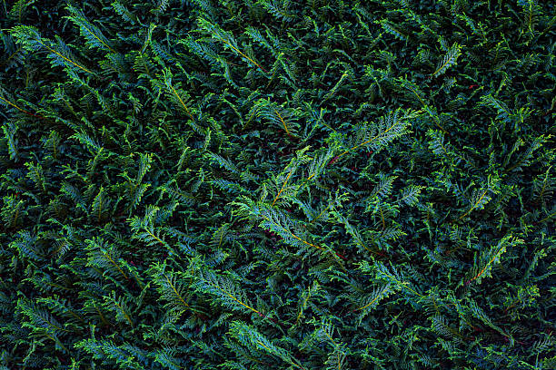 Lush green foliage with intricate textures and patterns, showcasing vibrant leaves and natural beauty, ideal for backgrounds and nature-themed projects.