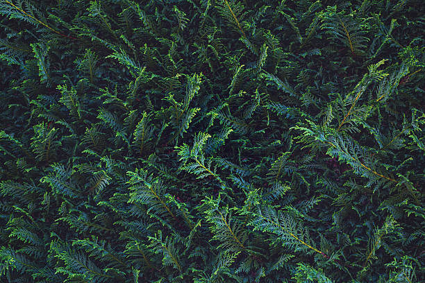 Lush green foliage with intricate textures and patterns, showcasing vibrant leaves and natural beauty, ideal for backgrounds and nature-themed projects