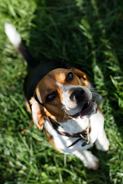 istock Beagle dog with mouth open 2235965961