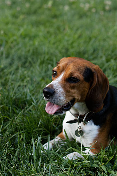 istock Beagle in grass tongue out 2235965987