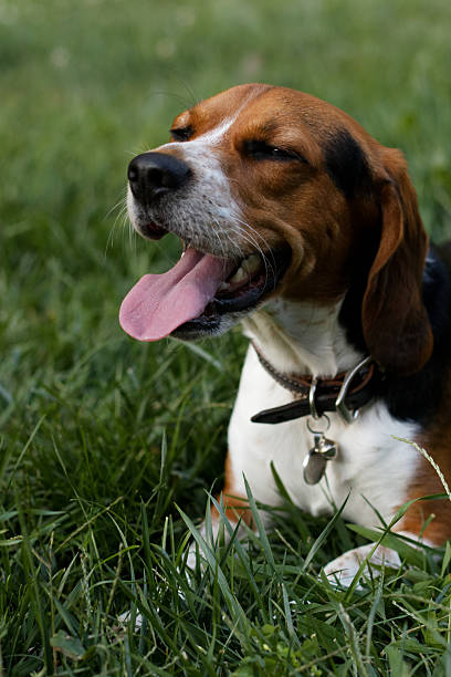 istock Beagle enjoying the sun, panting with eyes closed on grass 2235966010