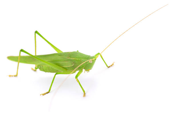 A grasshopper stops by for a little tomato lunch.