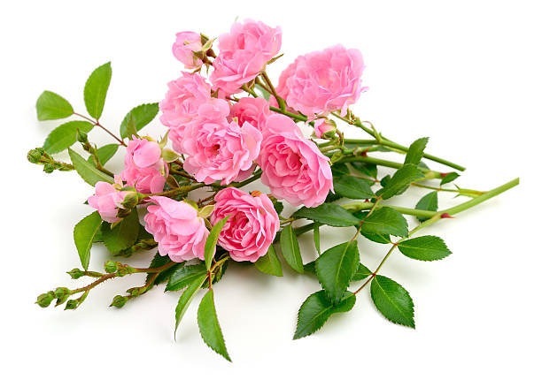 istock Pink roses flowers isolated on white background closeup 2235966225