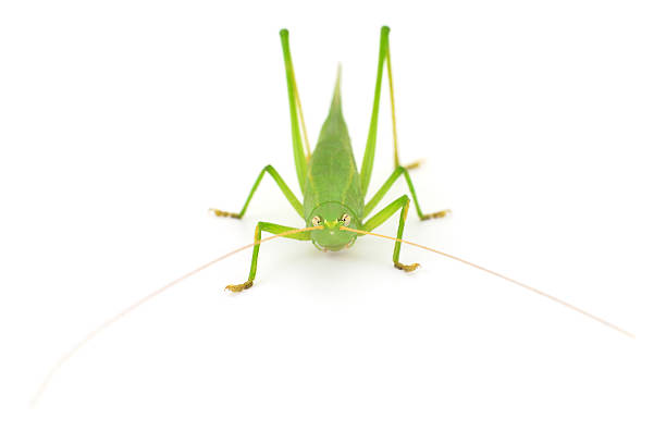 a green grasshopper crawls across a terrace floor