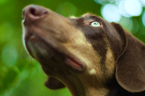Doberman-like dog head, with green eyes looking up into a colombian forest.
