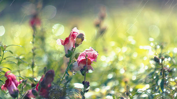 Autumn Rain: Delicate Pink Flowers Refreshed by Drops