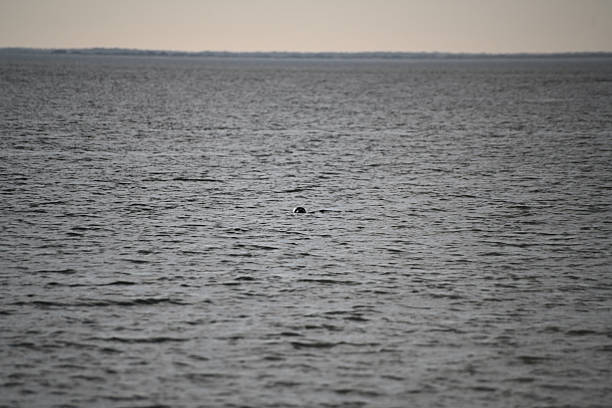 istock Solitary Seal Figure in a Vast Ocean 2235967646