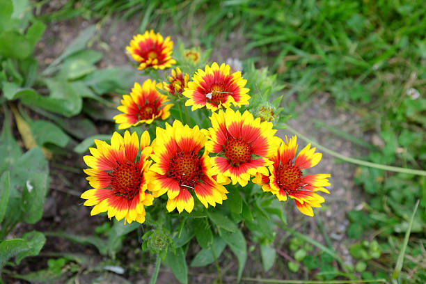 Indian blanketflowers (Gaillardia pulchella) grow wild, June 18, 2024, in Dauphin Island, Alabama. Indian blanketflower is a perennial flower native to Northern Mexico and the southern and central United States.