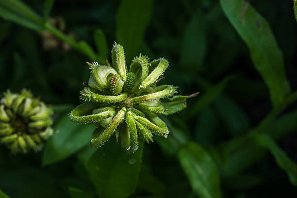 Macro shot of unopened green flower bud.