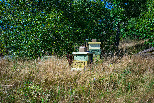 Beehives placed in tall dry summer grass.