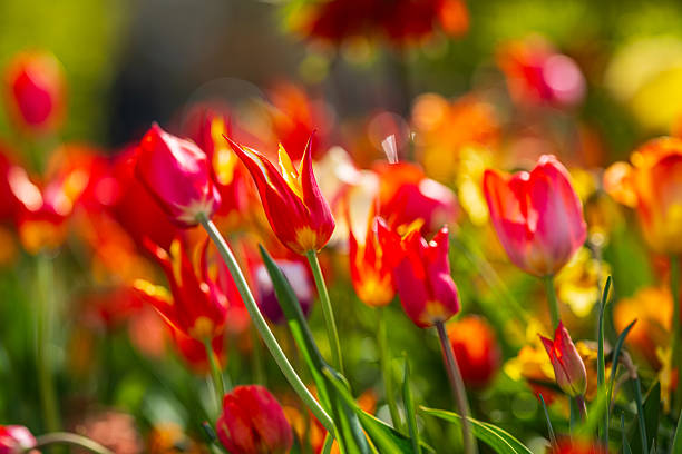 Pink and orange tulips glowing in sunlight.
