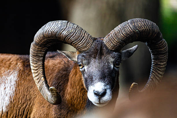 istock a mouflon male close up 2235970028