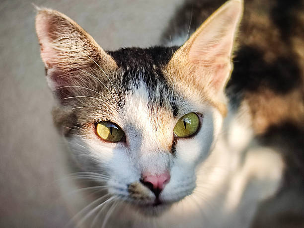Cute Calico Cat Stares Intently Upward
