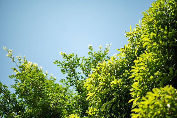 istock Lush Green Foliage Under Clear Blue Sky 2235972916