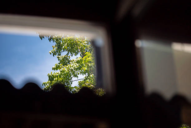 A captivating glimpse of green leaves through a window, basking in sunlight, showcasing the beauty of nature and tranquility in a cozy setting.