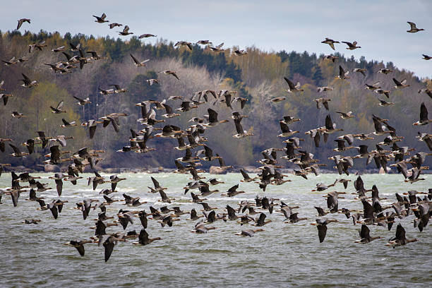 istock A flock of Geese fly from sea 2235973602