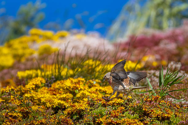Linnet or Linaria cannabina, reflected in the golden spring