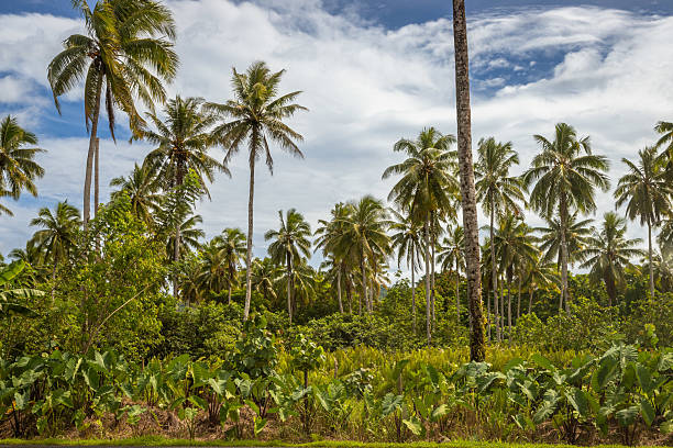 istock Tropical Road Through Lush Green Jungle in Samoa 2235973959