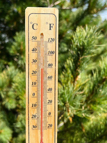 istock Wooden thermometer on a pine tree background 2235974221