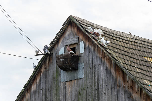 pigeons on an old wooden roof