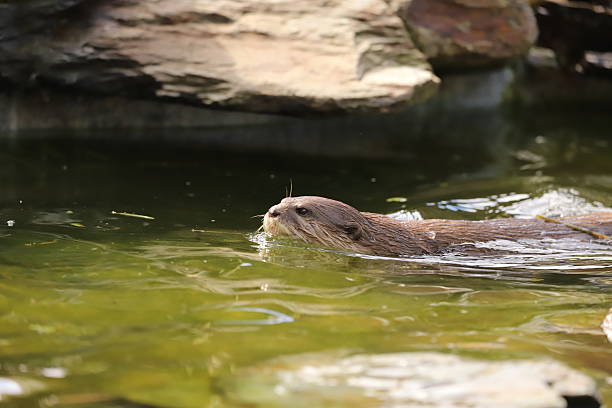 istock Otter head in the water 2235975772