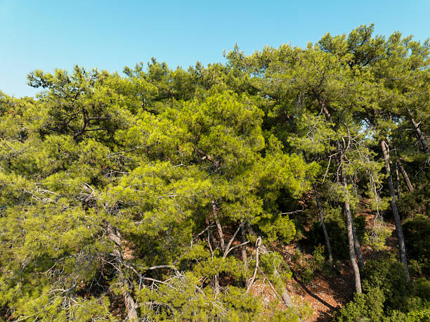 istock Aerial view on green pine forest 2235975973