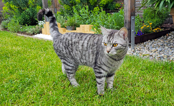 istock Cat in the garden. 2235976776
