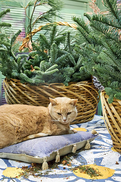 istock Cozy scene with a ginger cat resting on a pillow surrounded by wicker baskets filled with fresh pine branches. Rustic Christmas mood with natural greenery and holiday atmosphere 2235977348