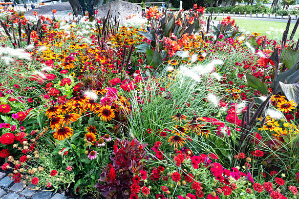 Colorful summer flowers in park of Budapest, Hungary, showcasing vibrant nature and seasonal beauty in the city