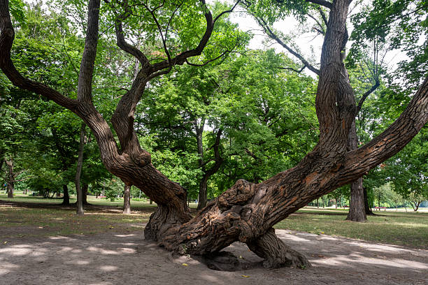 Old majestic tree on Margaret Island, Budapest, Hungary, surrounded by lush greenery, representing nature, history, and serene city escape.