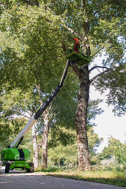 istock Tree maintenance work on tall poplar trees along a walking and cycling path. 2235978531