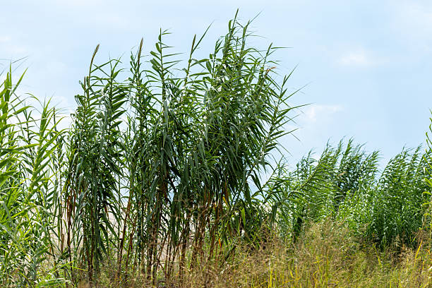 istock Tall Reeds and Dry Grass Against Blue Sky 2235980045