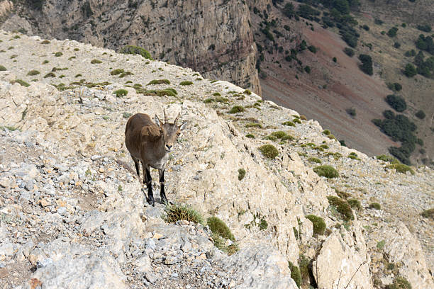 istock Kri-kri standing on samaria gorge cliff in crete, greece 2235980344