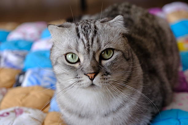 The Scottish Fold cat lives a comfortable life in a home environment