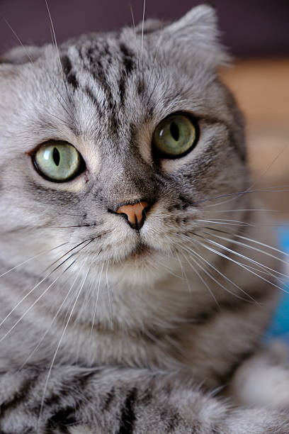 istock The Scottish Fold cat lives a comfortable life in a home environment 2235981297