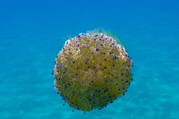 istock Mediterranean jelly (Cotylorhiza tuberculata) undersea, Aegean Sea 2235981916