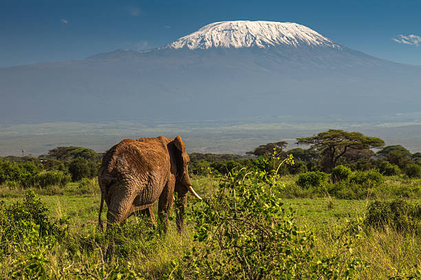 istock African Elephant with Mount Kilimanjaro 2235982805