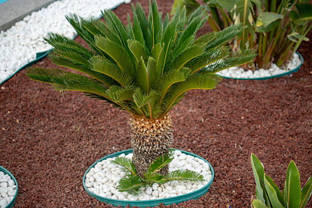Cycad Palm in Stone-Lined Garden Bed