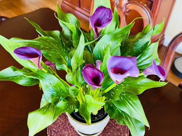 Close up of a group of pink calla lily flowers.