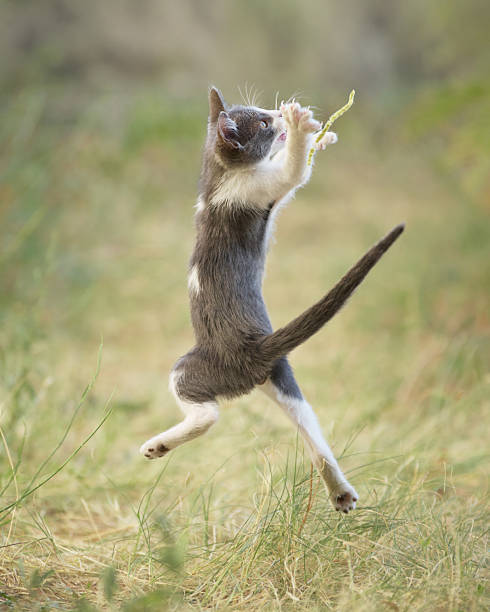 istock Kitten standing mid-jump with toy 2235987563