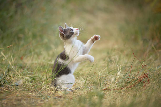 istock Kitten jumping toward air toy 2235987593