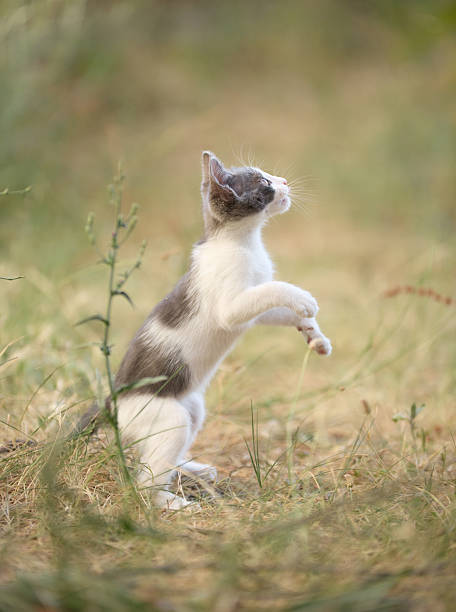 istock kitten reaching up in air 2235987636