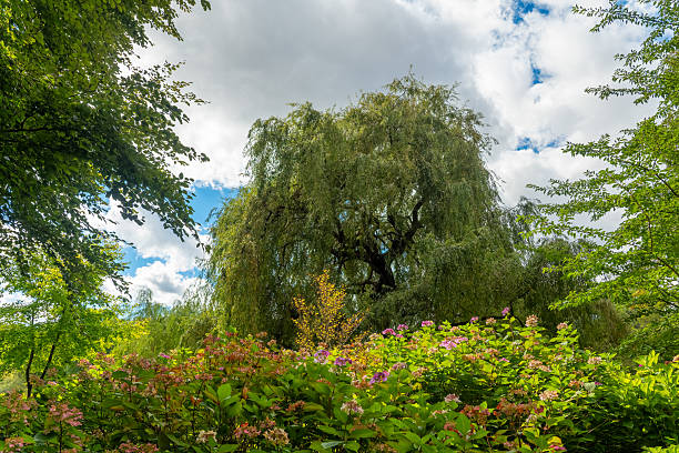 istock Vibrant greenery under a bright sky in a serene park during a sunny day in summer 2235987822