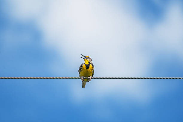istock Eastern Meadowlark (Sturnella magna) Florida, USA 2235988944