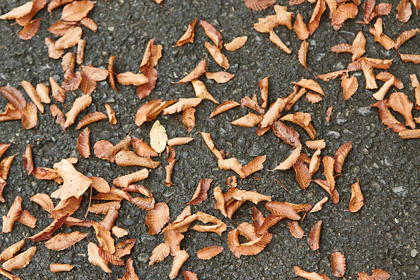 Fallen brown leaves scattered on a dark asphalt surface, creating a natural texture and autumn ambiance, showcasing seasonal change and nature's beauty
